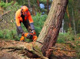 Reliable Loma Rica, CA Tree Services Solutions